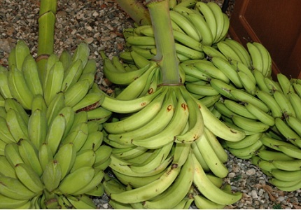 Agricultura plátano importación Gobierno