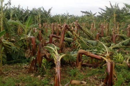 Sequía agricultor Agrodosa Tormenta Érika