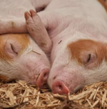 Abinader en auxilio de productores que perdieron cerdos por la fiebre porcina